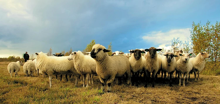 Effectieve Teams - Hoeveel schapen heb jij in je team?...en wat zegt dat over jou?